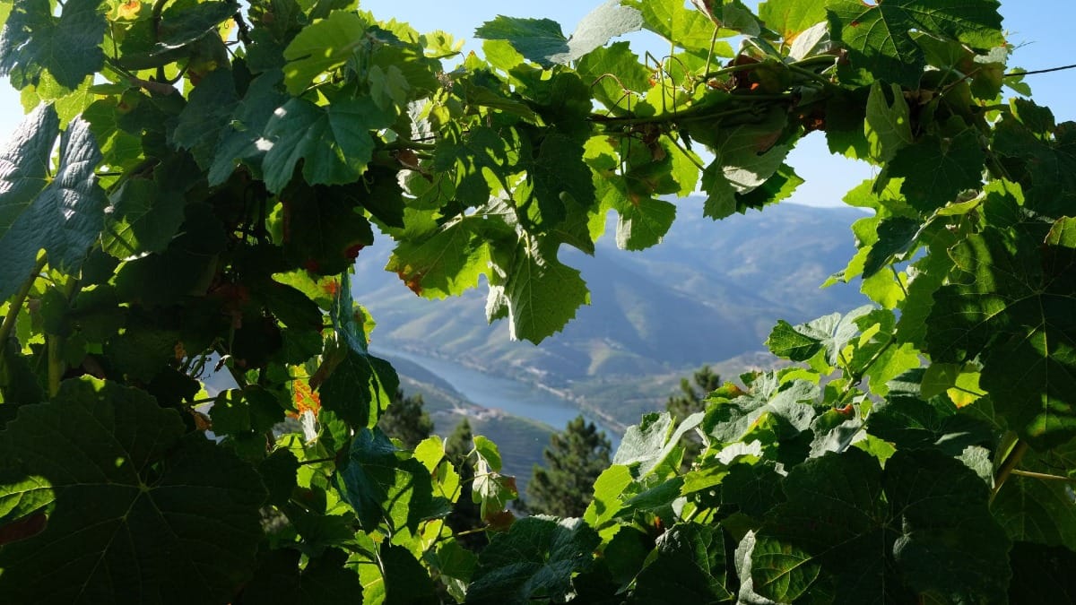 Vinhedos e folhas exuberantes no coração da região vinícola do Vale do Douro durante um tour guiado de vinhos com a Cooltour Oporto