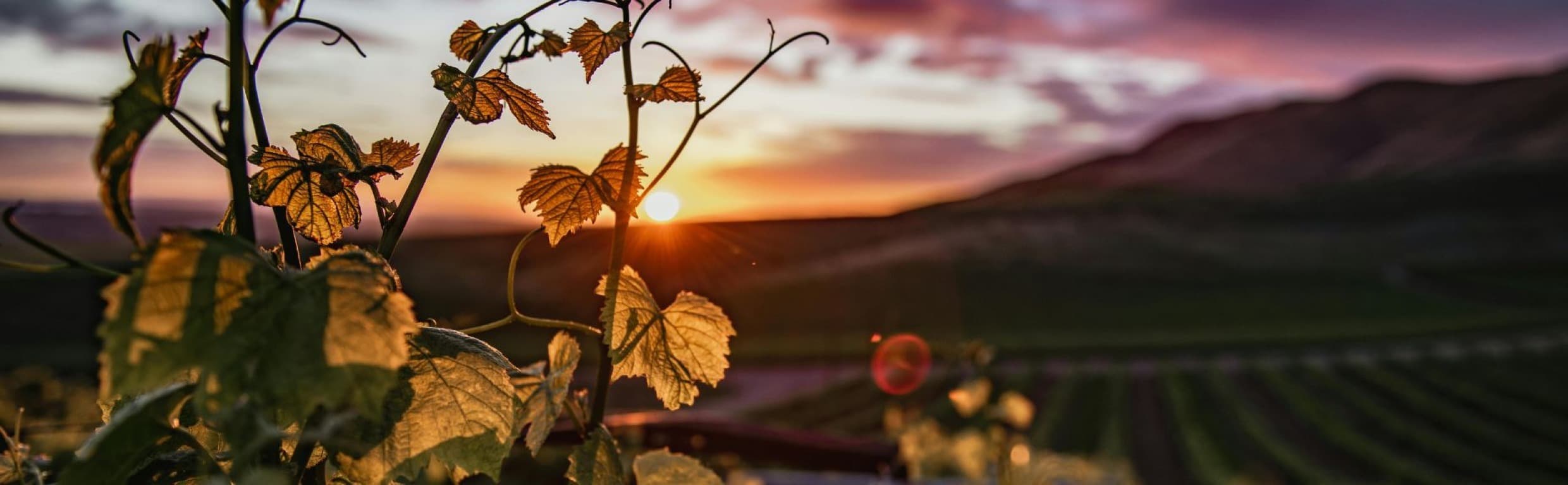 yvnf 01HQRNKXVY5TX36QTP0MV0WPV8