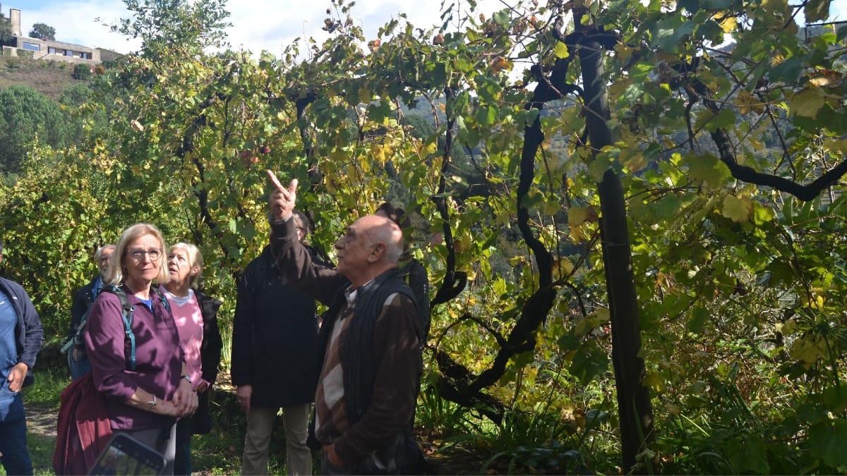 Proprietario da Quinta mostrando as especificidades das Vinhas de Vinho Verde | Cooltour Oporto